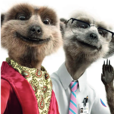 Meerkat