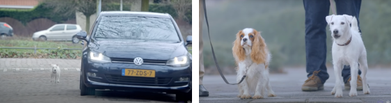Dogs and cars